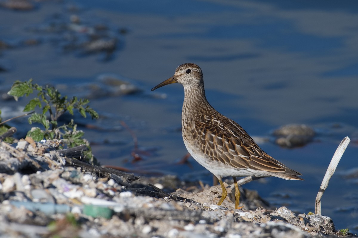 Pectoral Sandpiper - ML643965074