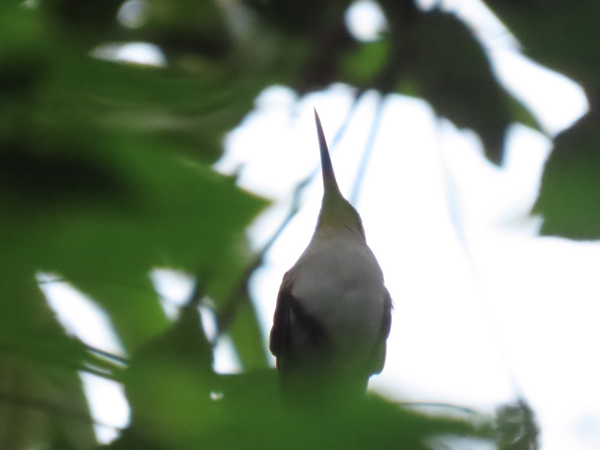 Колібрі-шаблекрил юкатанський (підвид curvipennis) - ML643965078