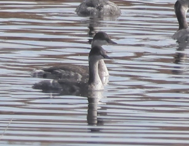 Ухаа шунгуур - ML643965087