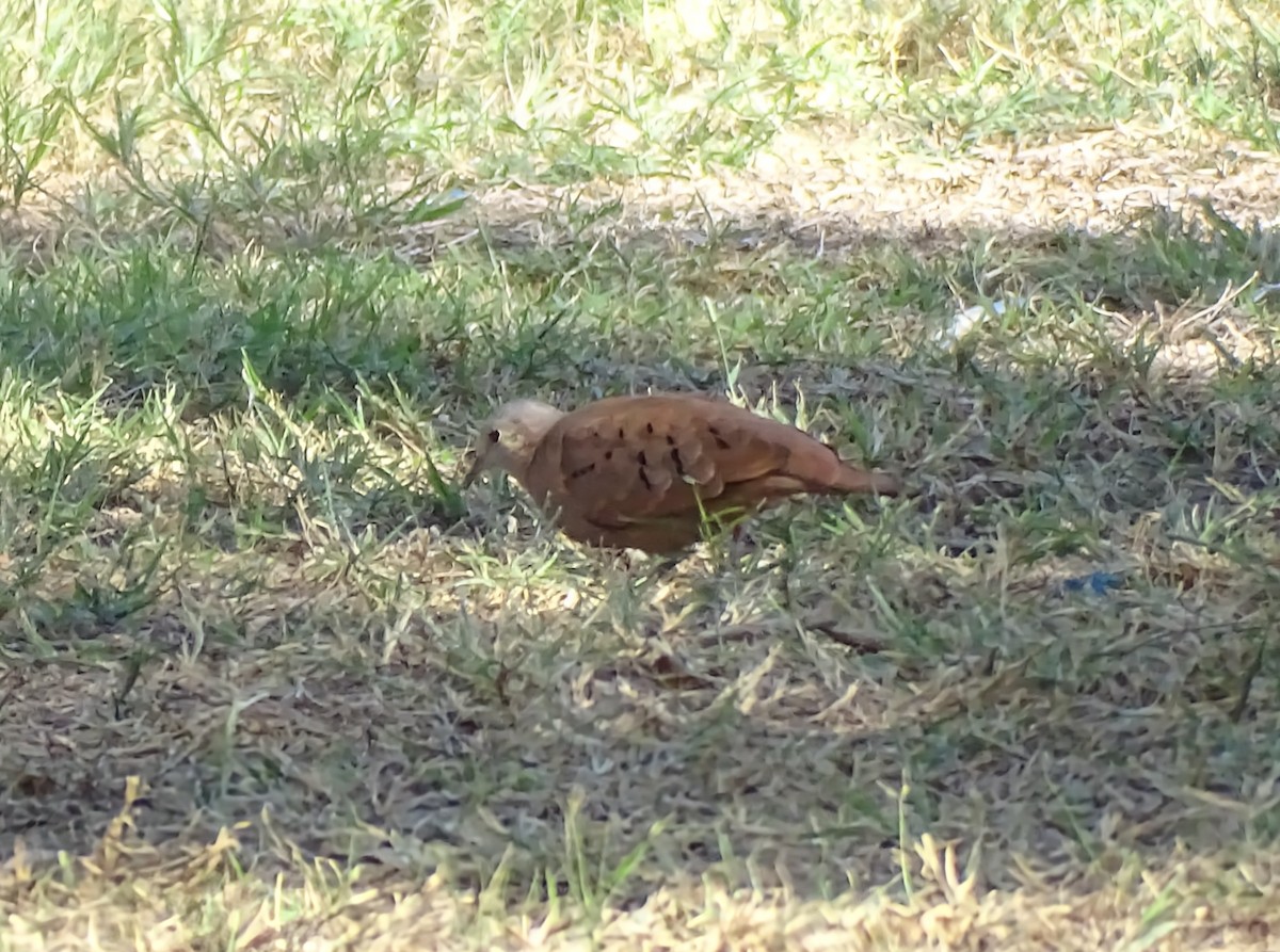 Ruddy Ground Dove - ML643965091