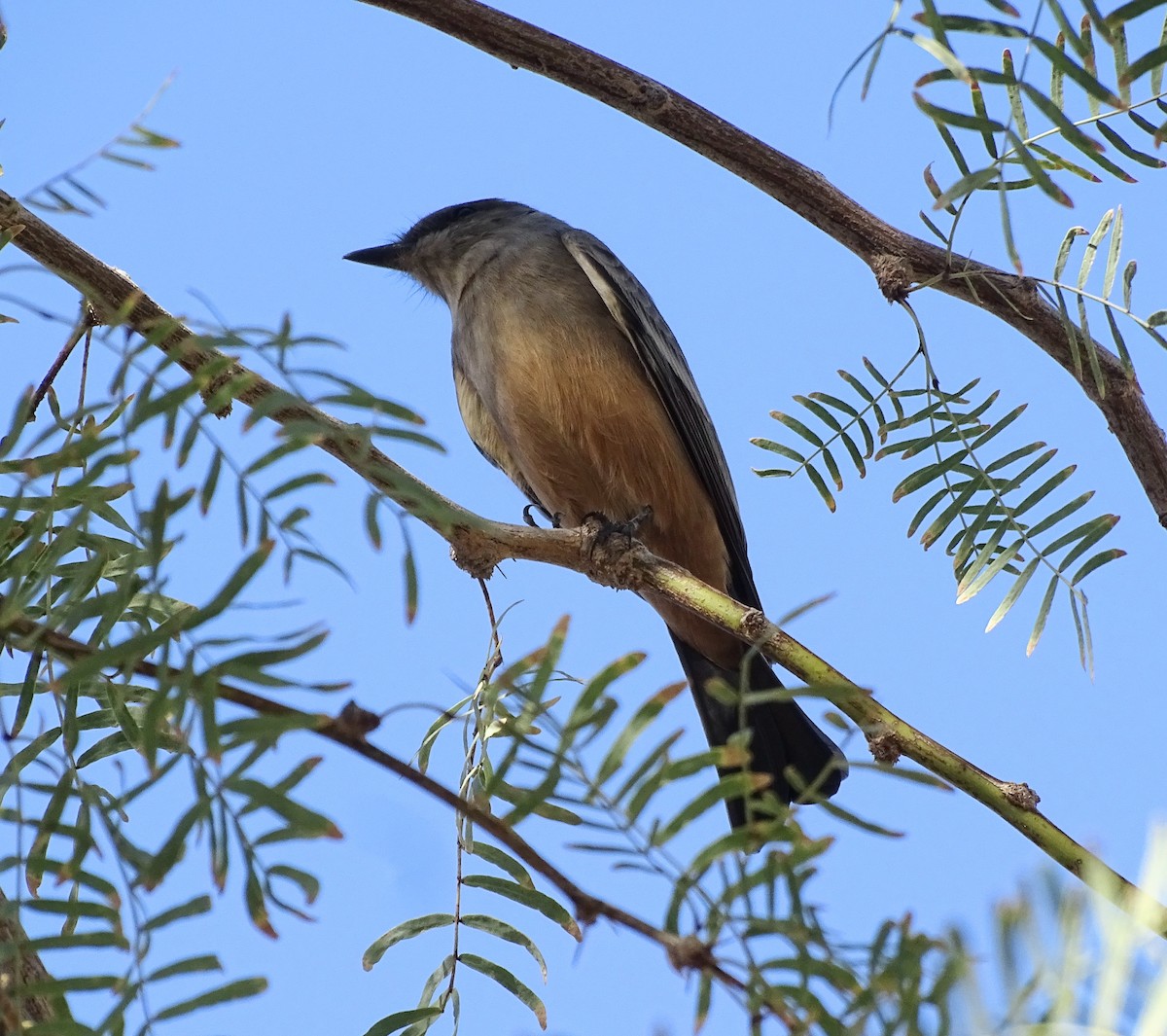 Say's Phoebe - ML643965119