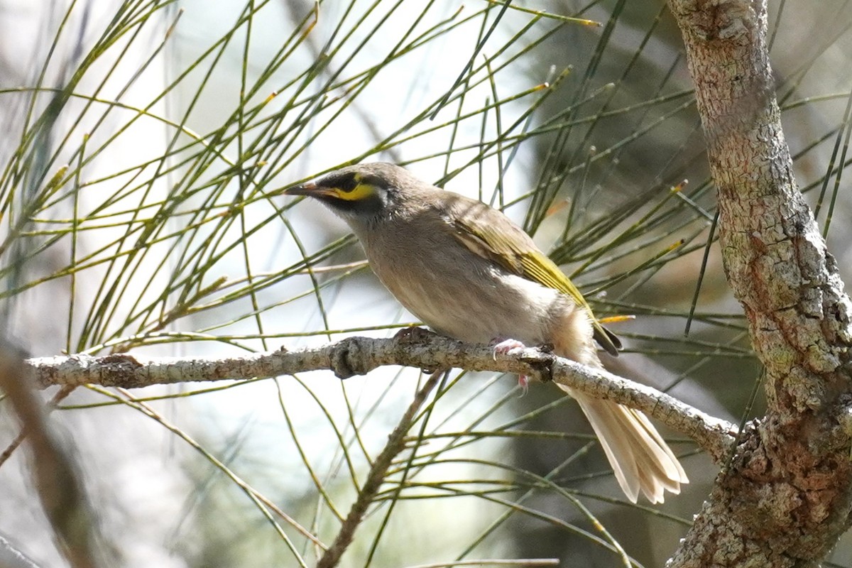 Yellow-faced Honeyeater - ML643965146
