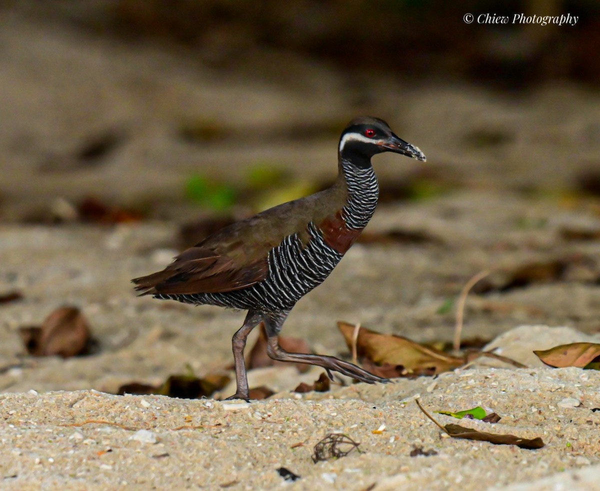 Barred Rail - ML643965149