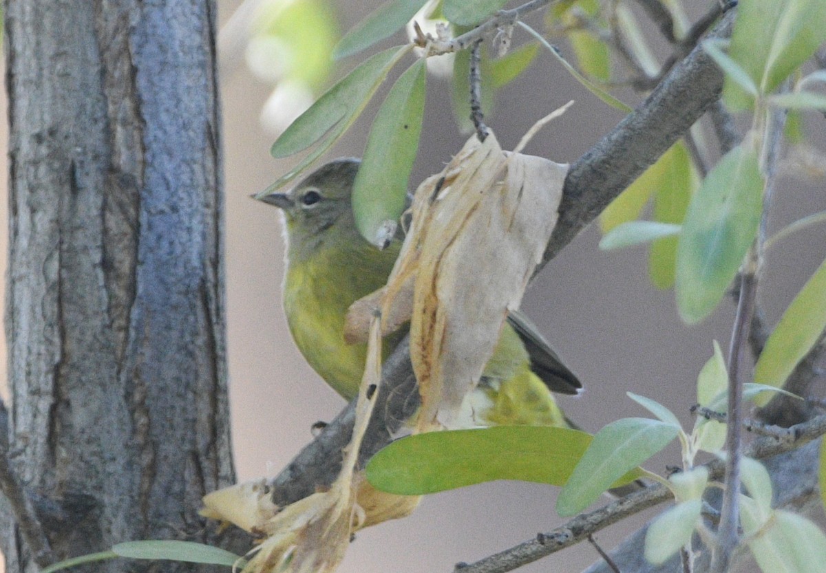 Orange-crowned Warbler - ML643965150