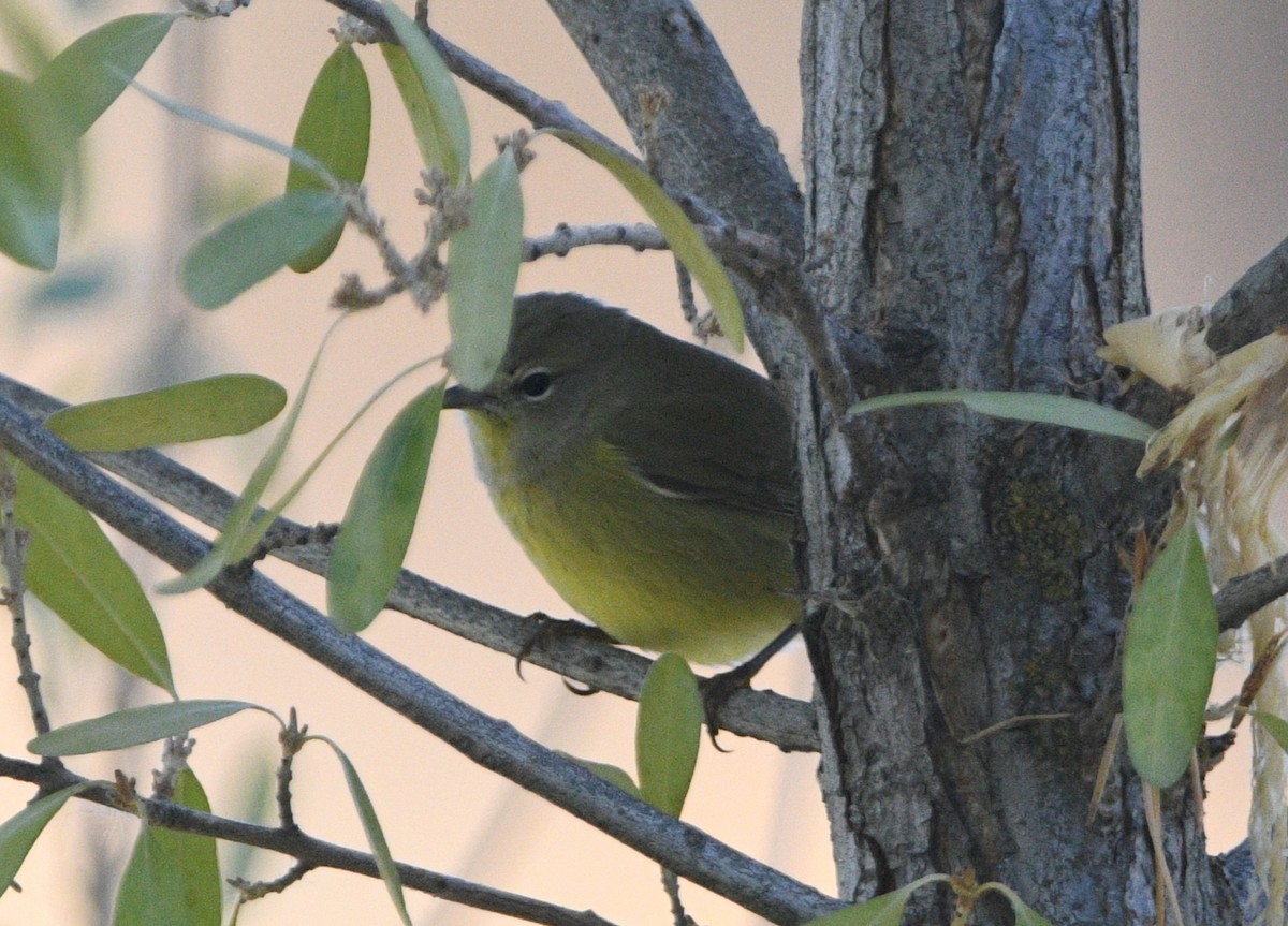 Orange-crowned Warbler - ML643965151
