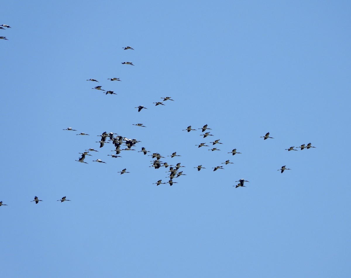 Wood Stork - ML643965157