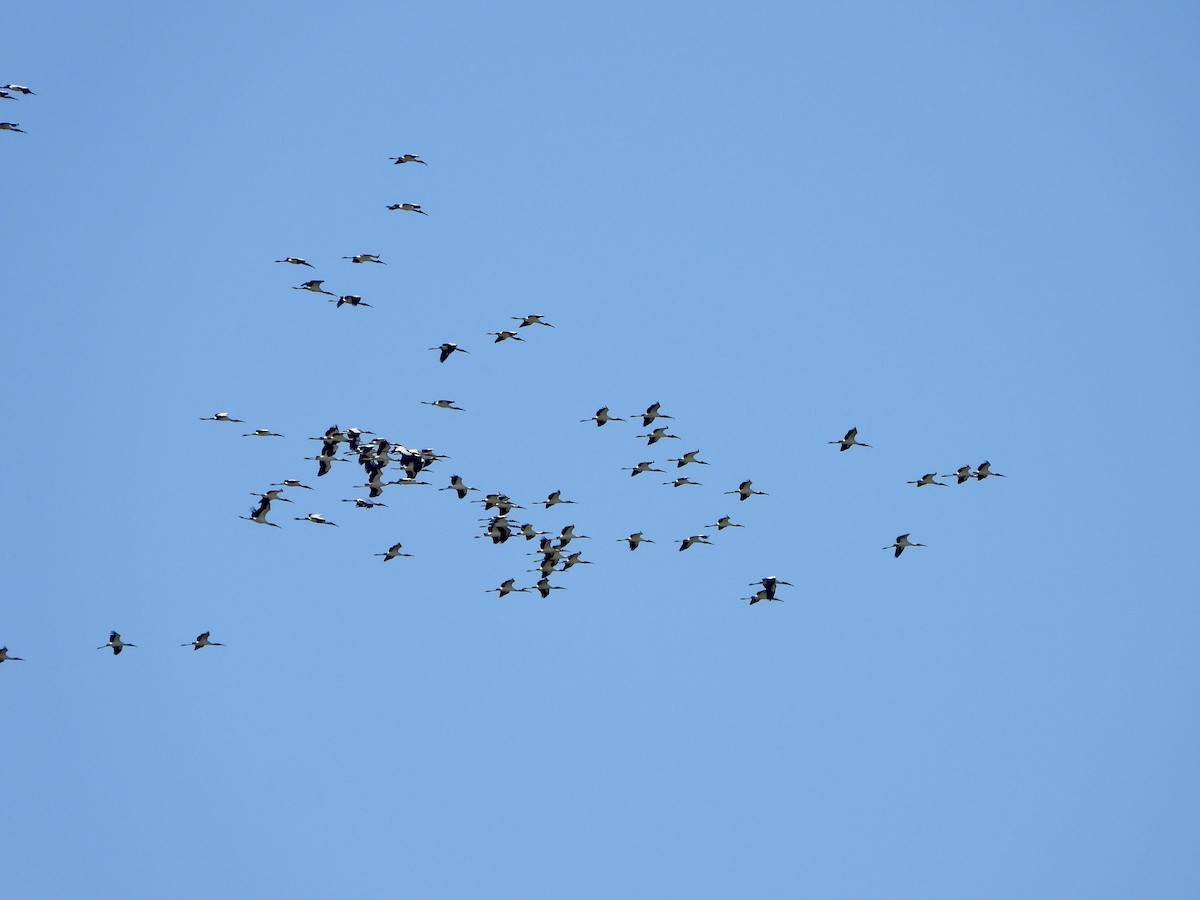 Wood Stork - ML643965158