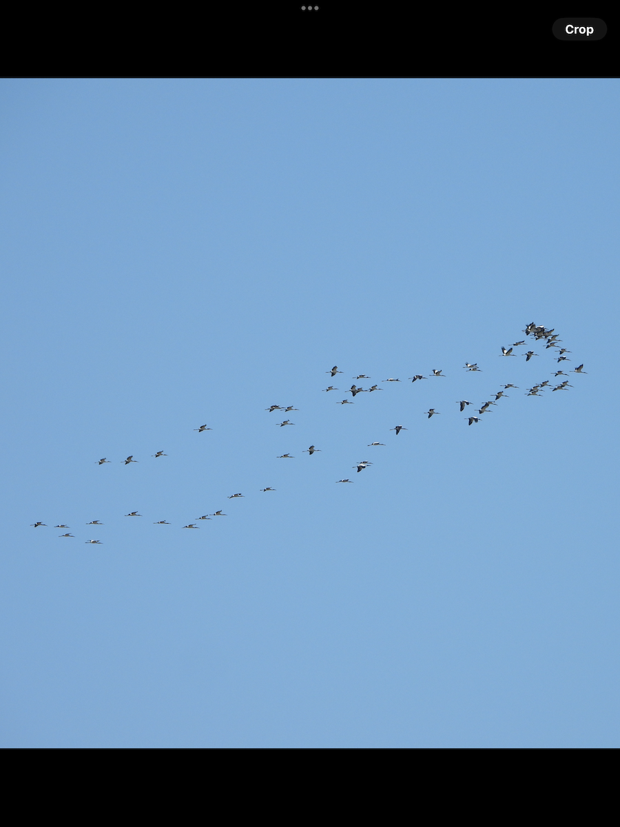 Wood Stork - ML643965159