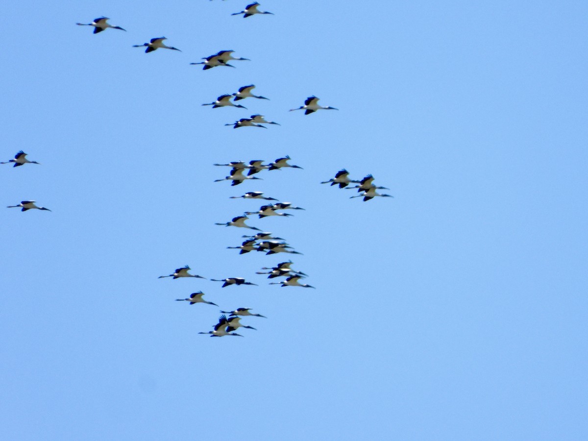 Wood Stork - ML643965160