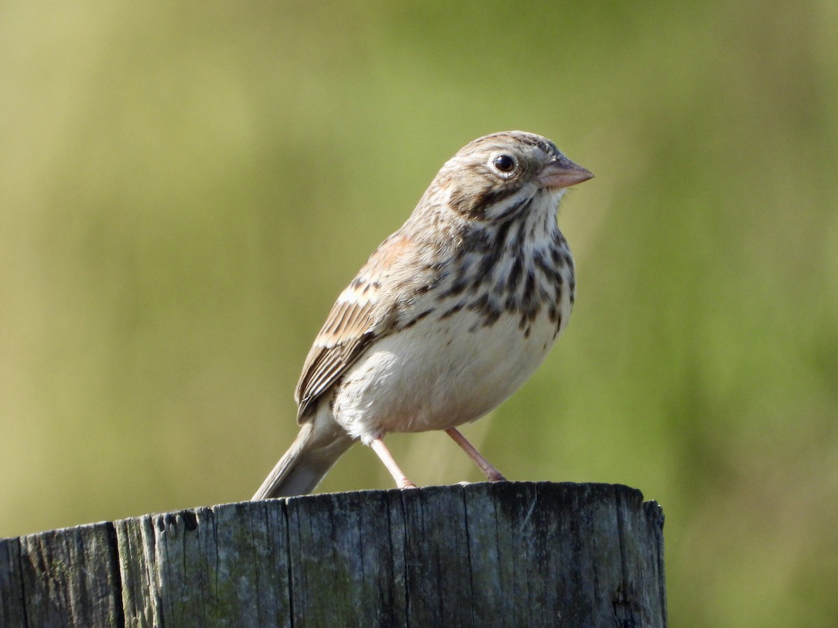 Vesper Sparrow - ML643965178