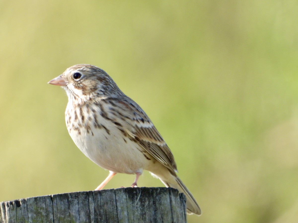 Vesper Sparrow - ML643965179