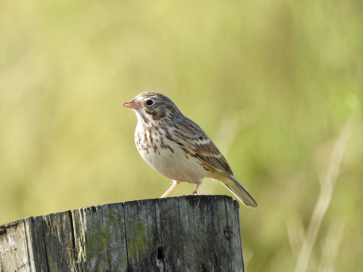 Vesper Sparrow - ML643965180