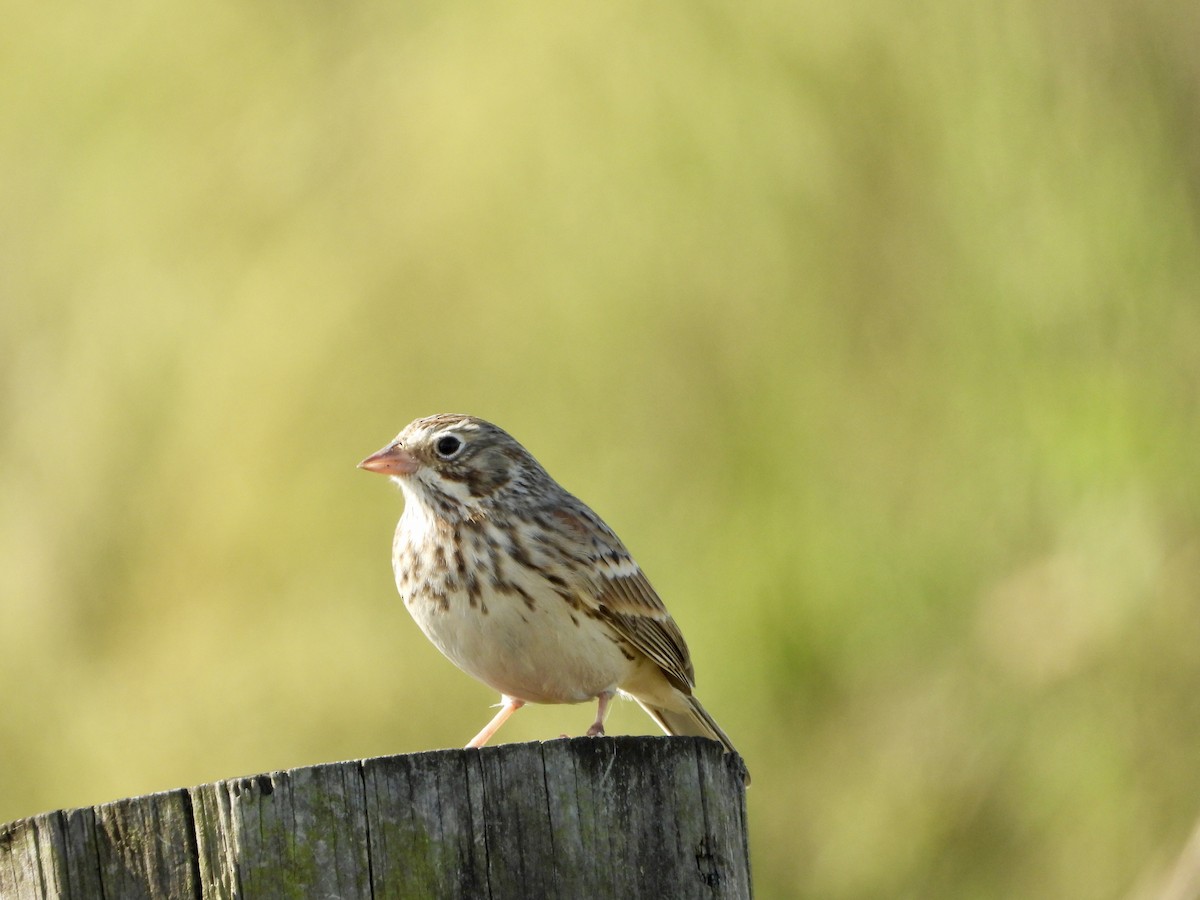 Vesper Sparrow - ML643965181