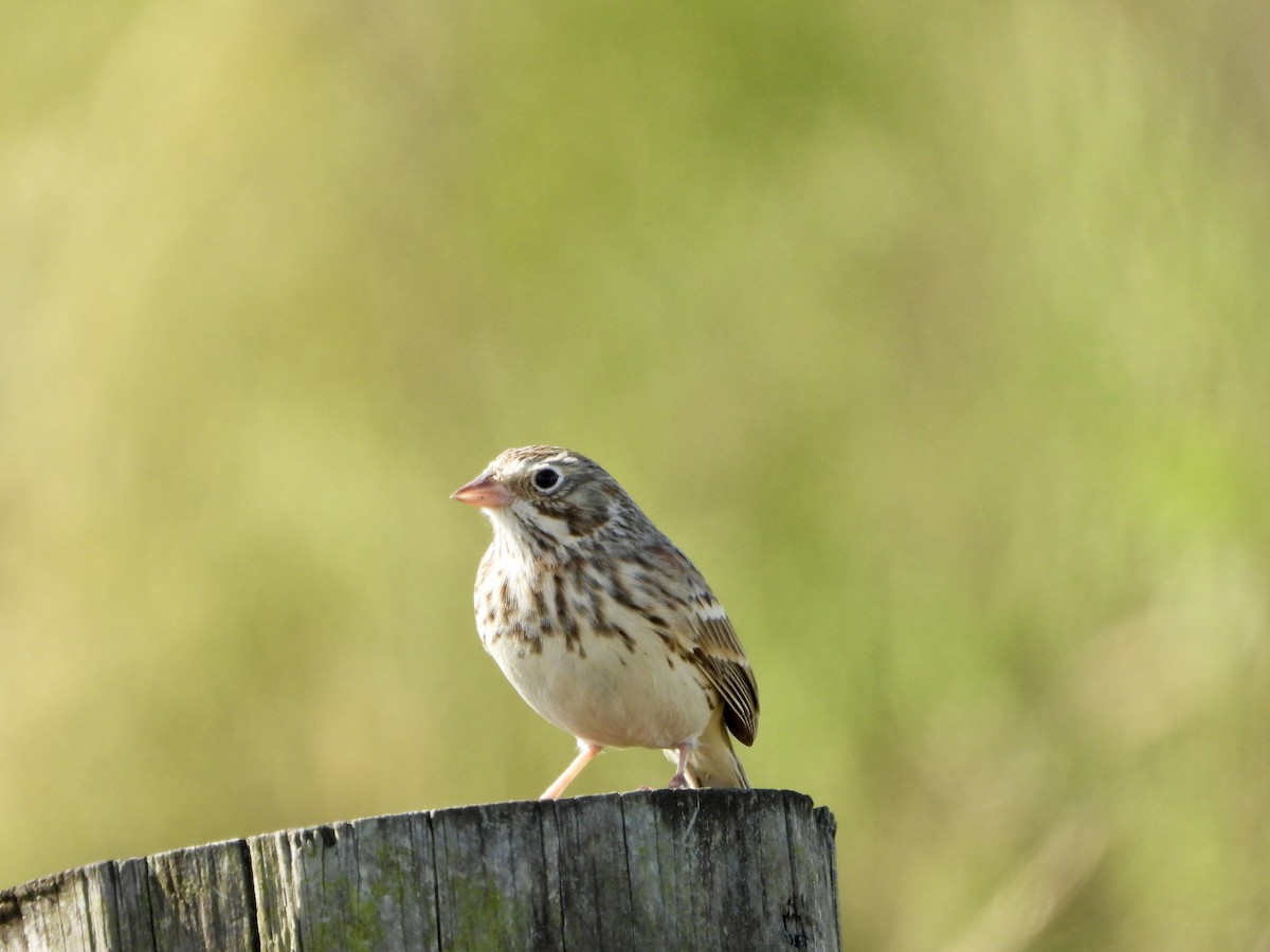 Vesper Sparrow - ML643965182