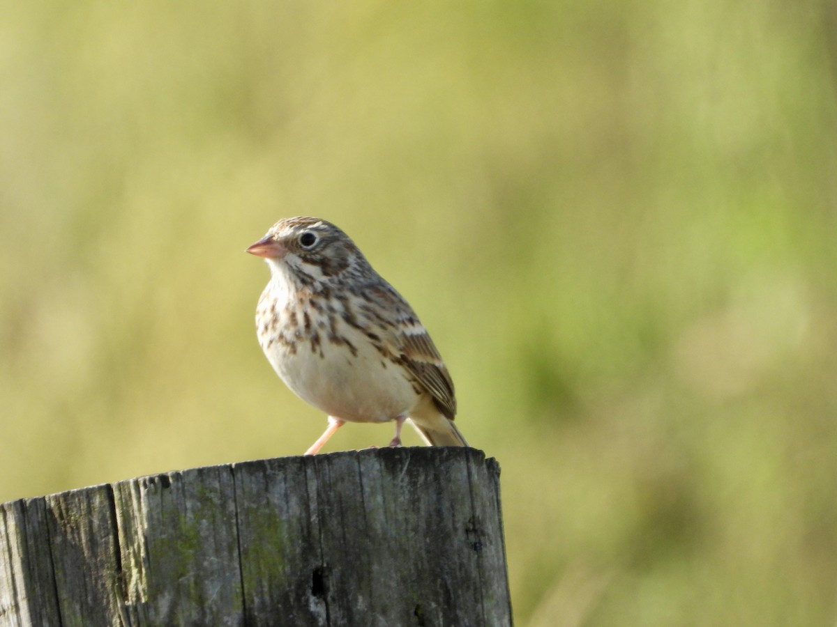 Vesper Sparrow - ML643965183