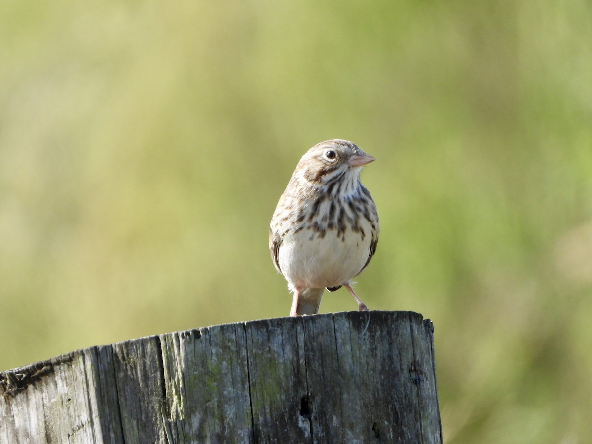 Vesper Sparrow - ML643965184