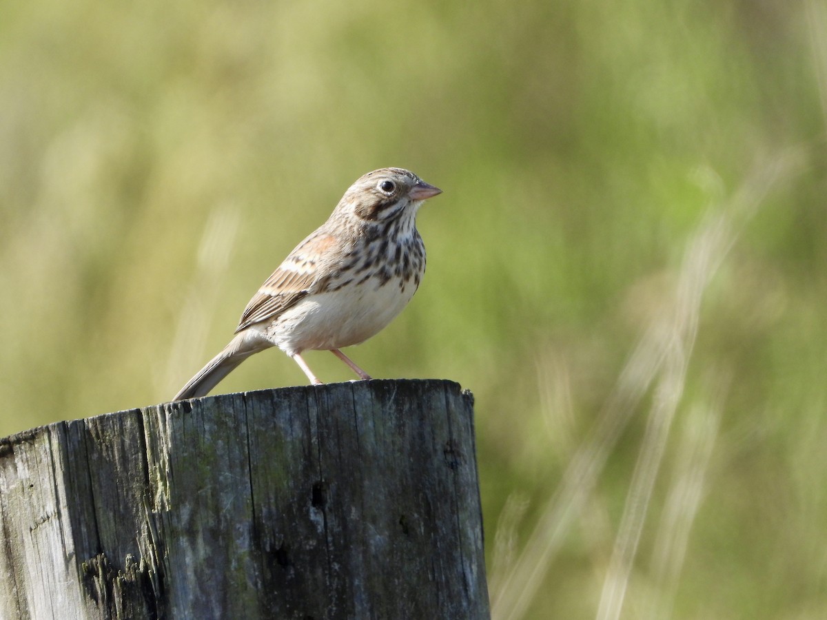 Vesper Sparrow - ML643965185