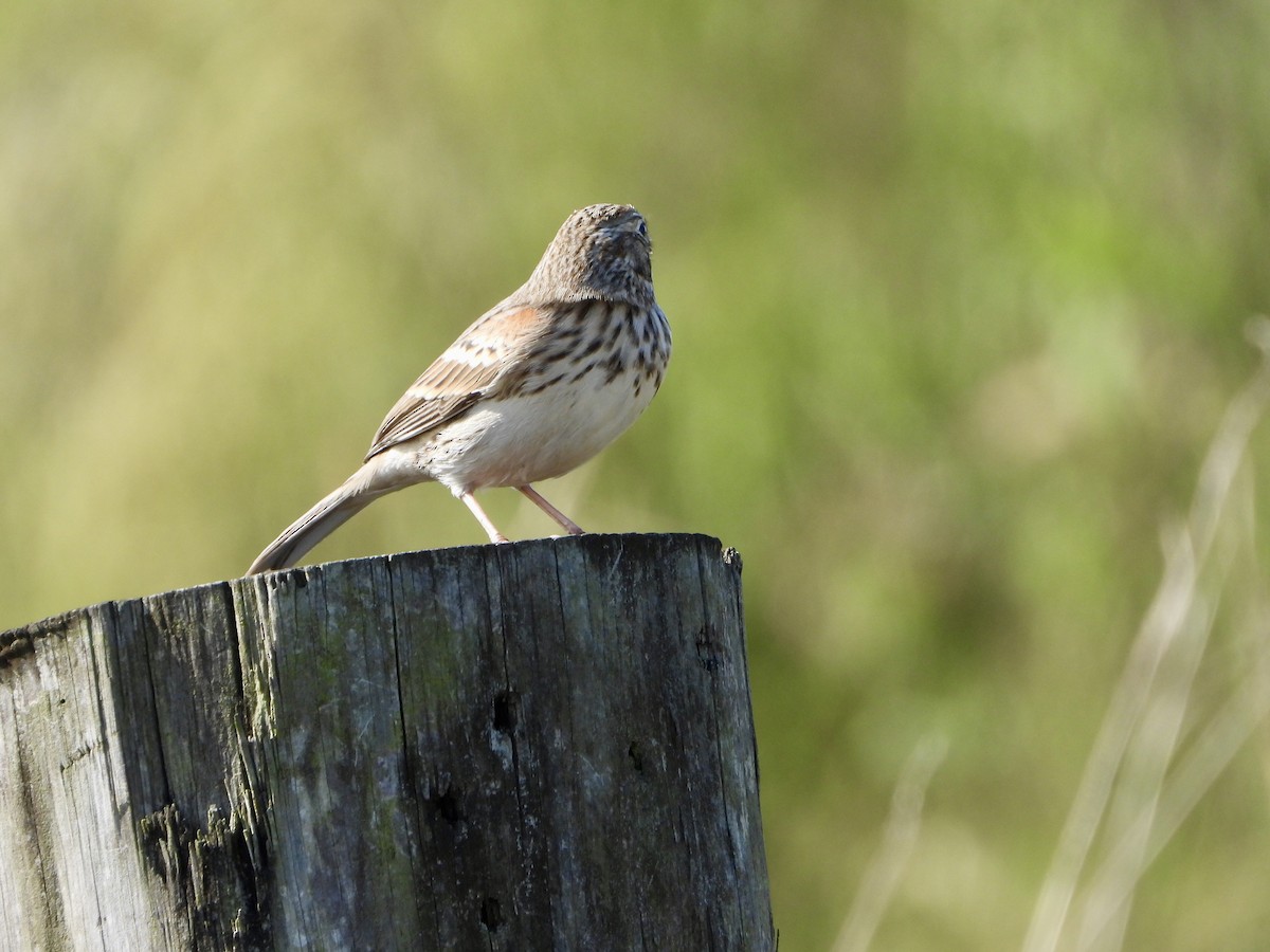 Vesper Sparrow - ML643965186