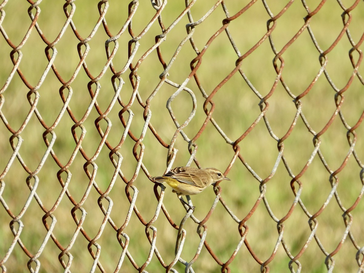 Palm Warbler - ML643965196