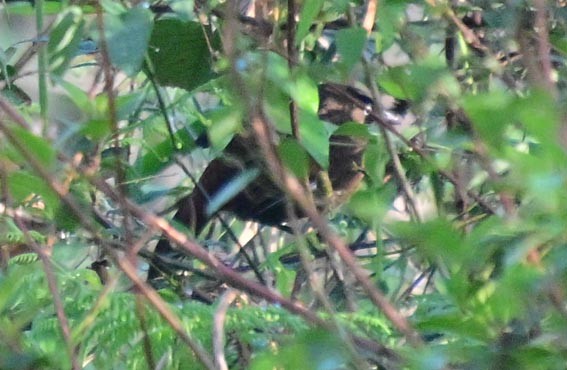 Spot-breasted Laughingthrush - ML643965203