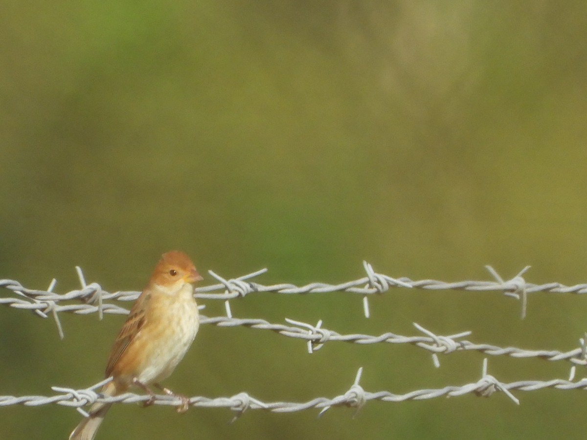 Indigo Bunting - ML643965204