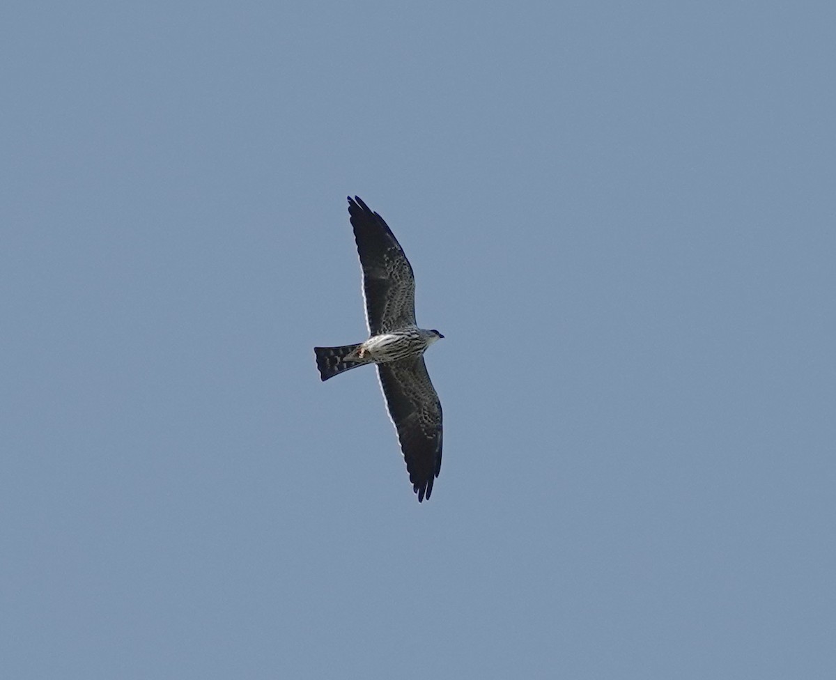 Mississippi Kite - ML643965208