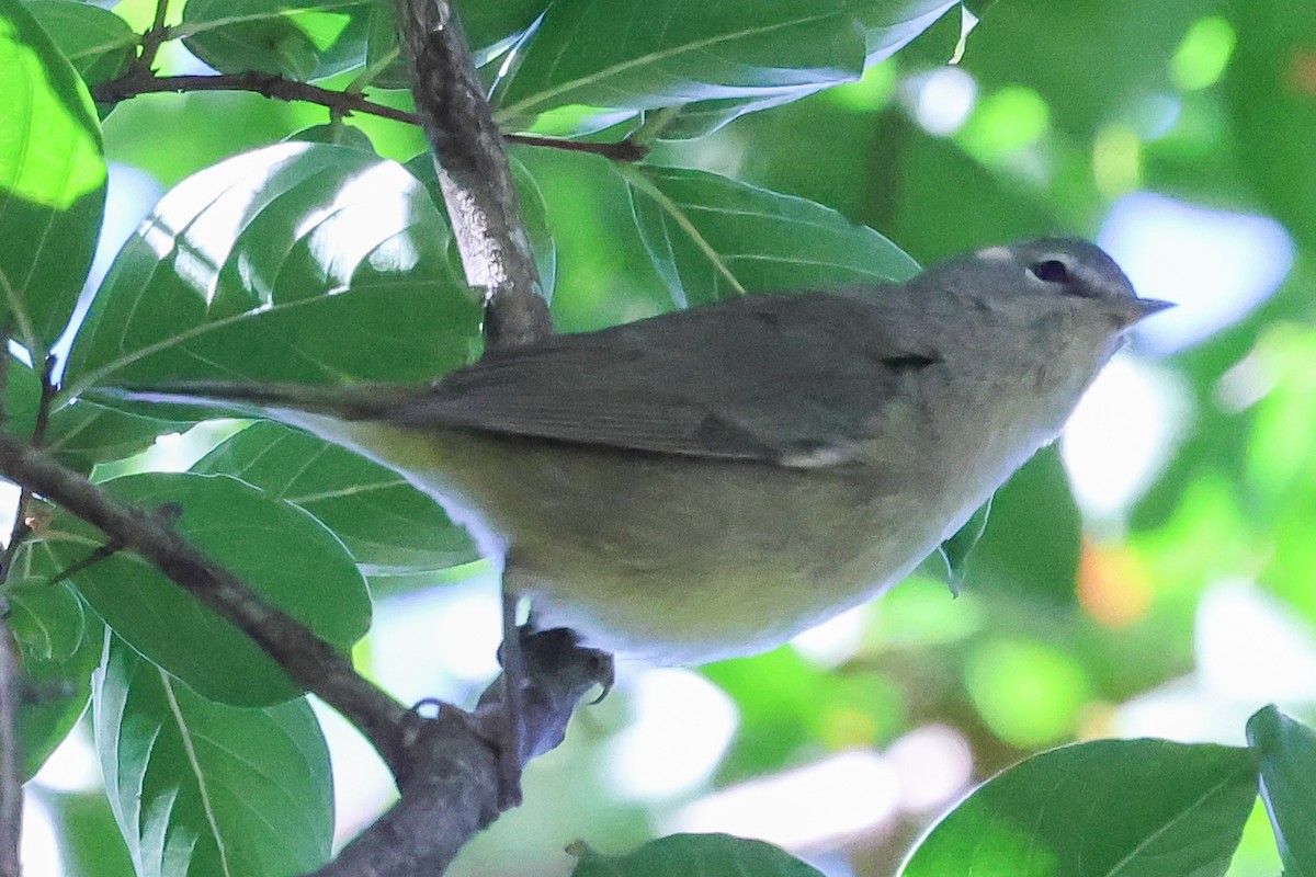 Orange-crowned Warbler - ML643965214