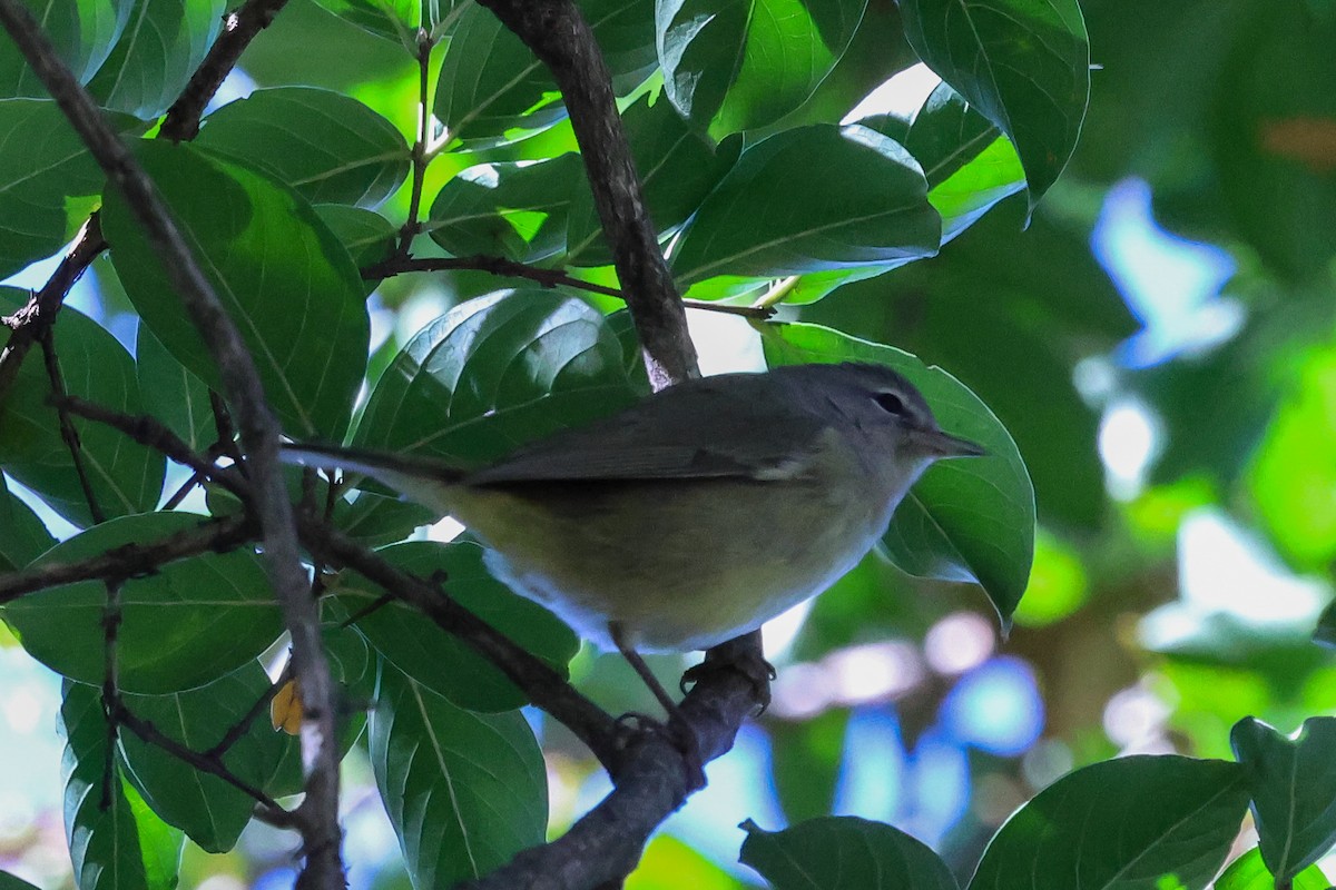 Orange-crowned Warbler - ML643965215