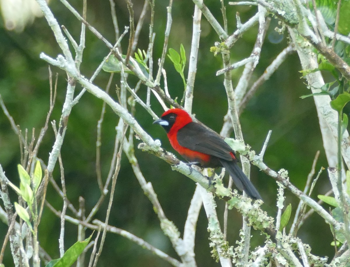 Masked Crimson Tanager - ML643965223