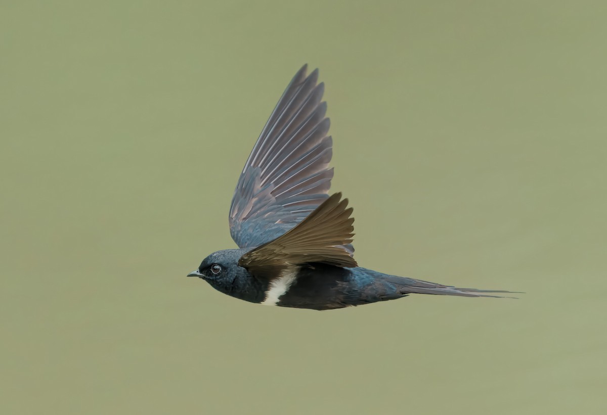 White-banded Swallow - ML643965225