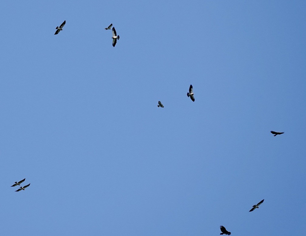 Swainson's Hawk - ML643965265