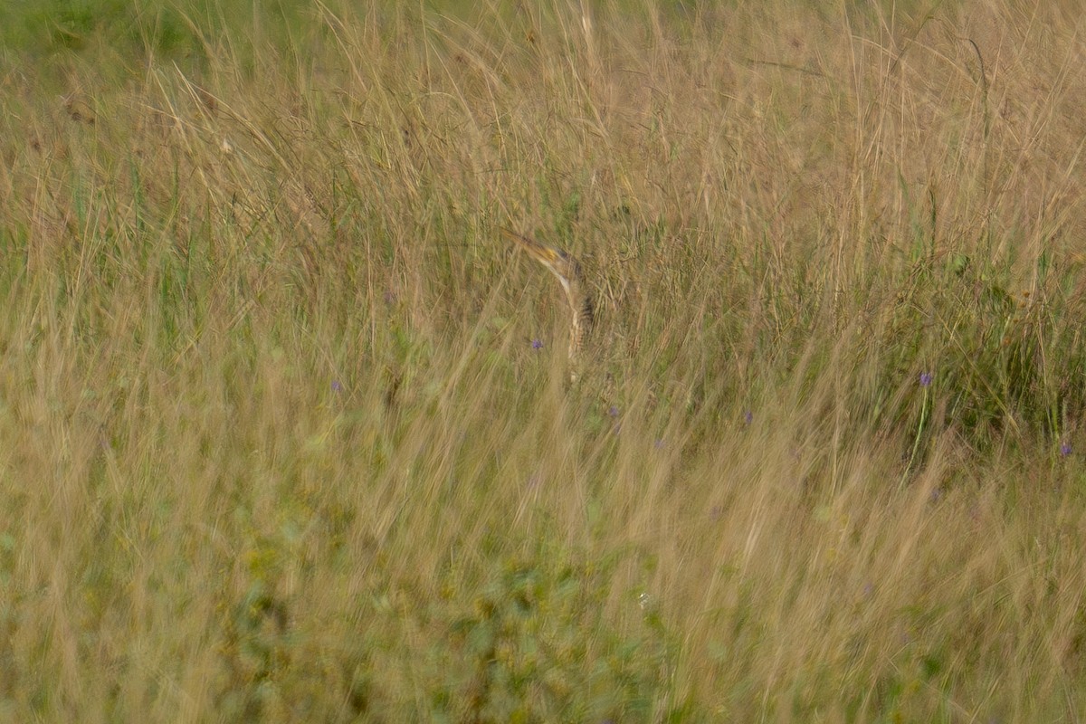 Pinnated Bittern - ML643965279