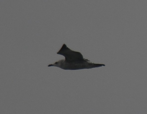 racek sp. - ML643965322