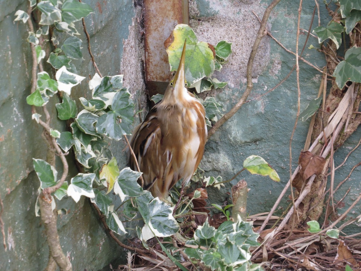 Stripe-backed Bittern - ML643965331