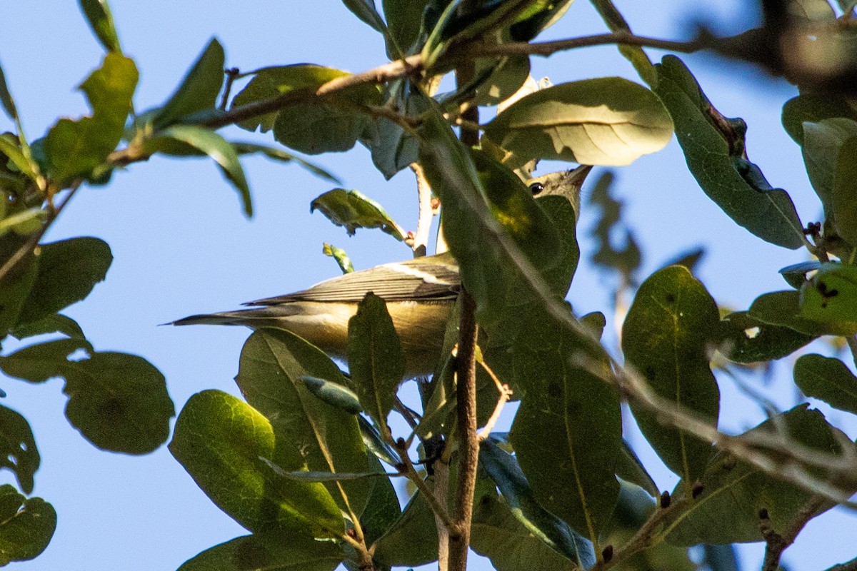 Tennessee Warbler - ML643965344