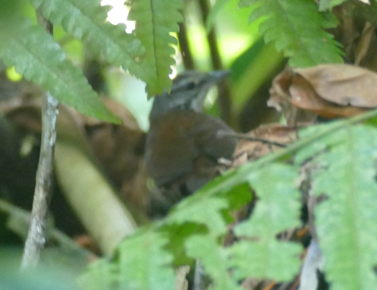Rusty-belted Tapaculo - ML643965356