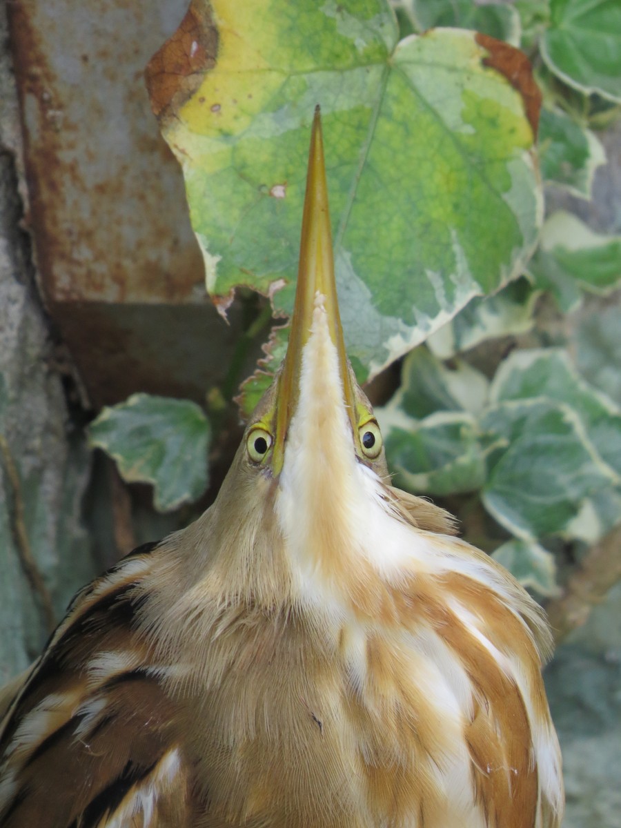 Stripe-backed Bittern - ML643965360