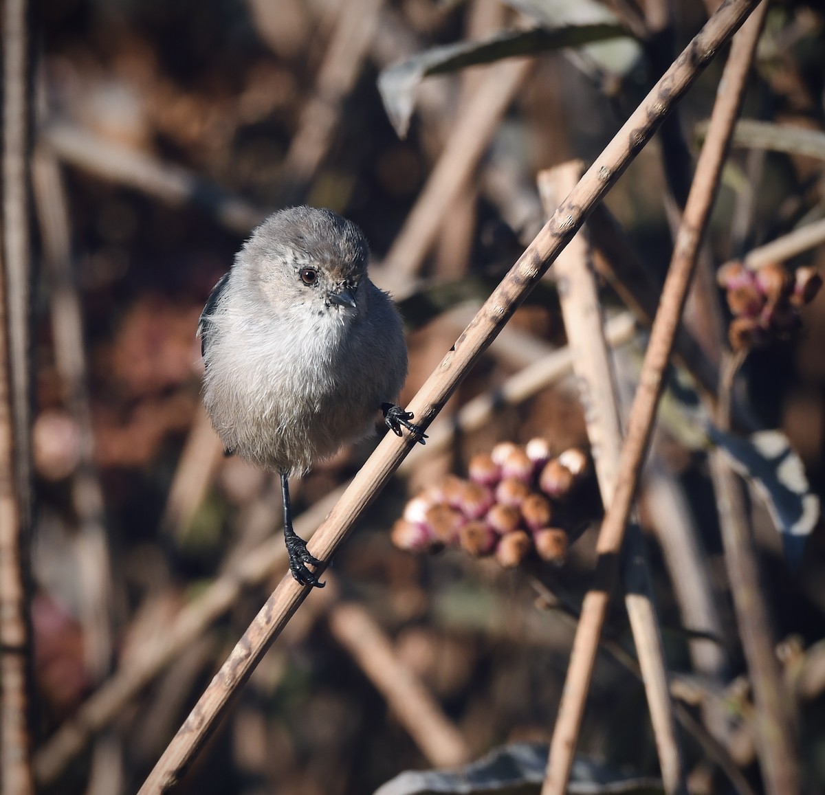 ヤブガラ - ML643965364