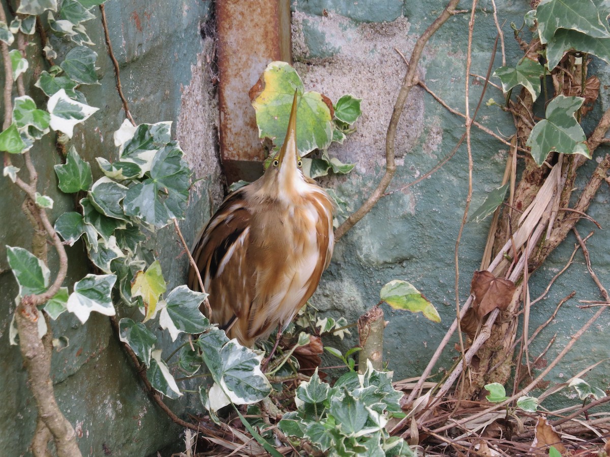 Stripe-backed Bittern - ML643965376