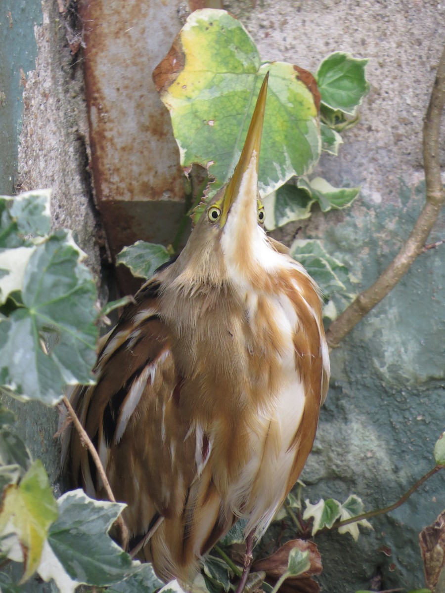 Stripe-backed Bittern - ML643965400