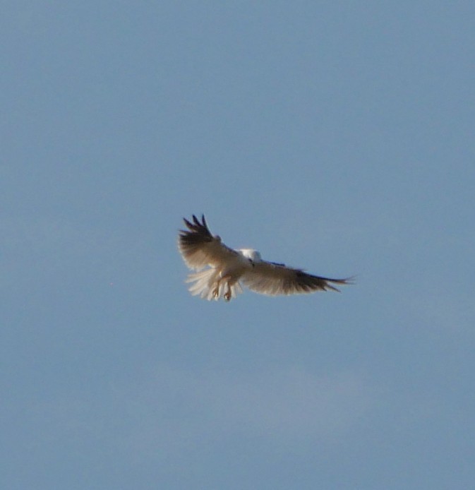 Black-shouldered Kite - ML643965401