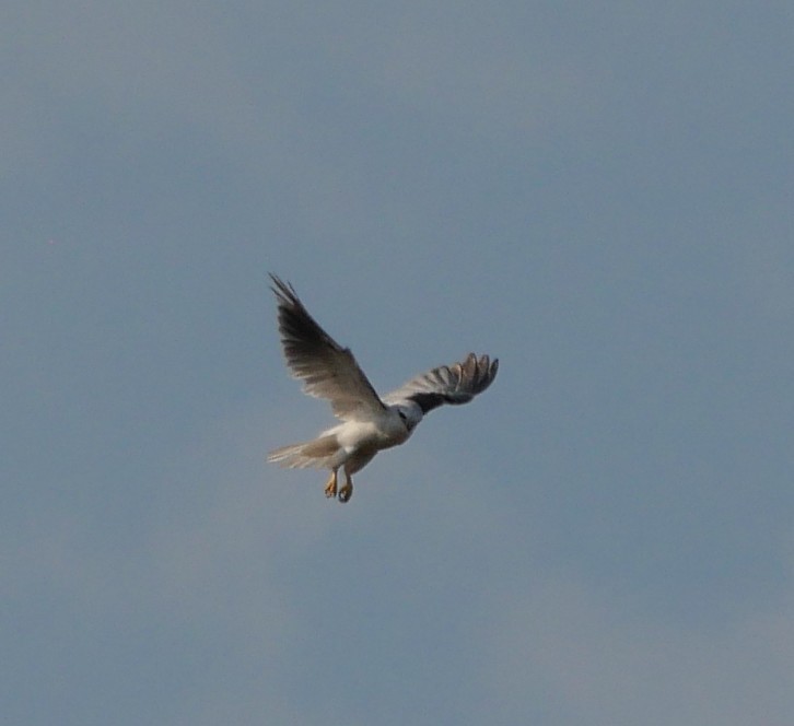 Black-shouldered Kite - ML643965402
