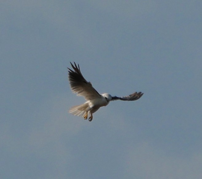 Black-shouldered Kite - ML643965403