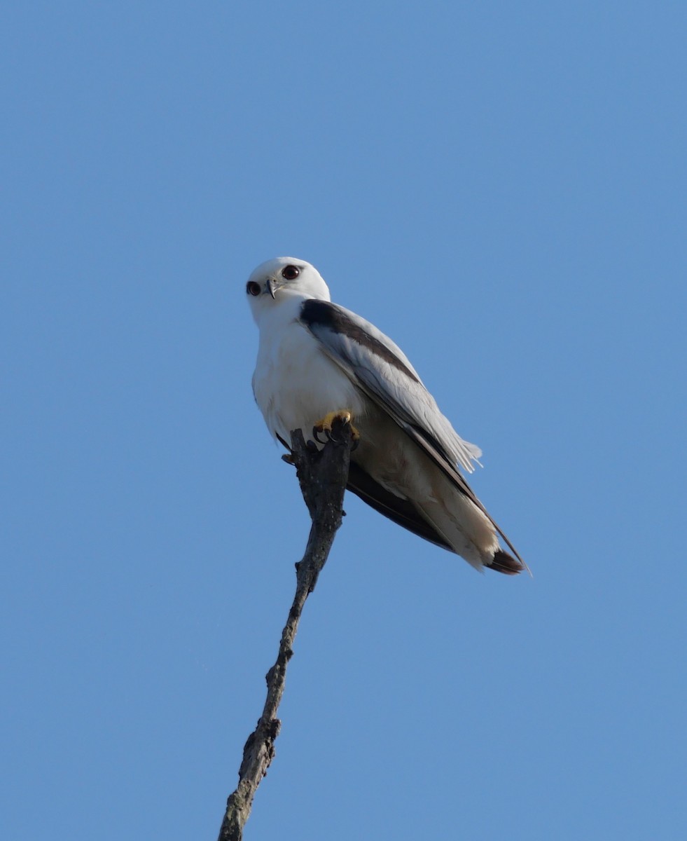 Black-shouldered Kite - ML643965404