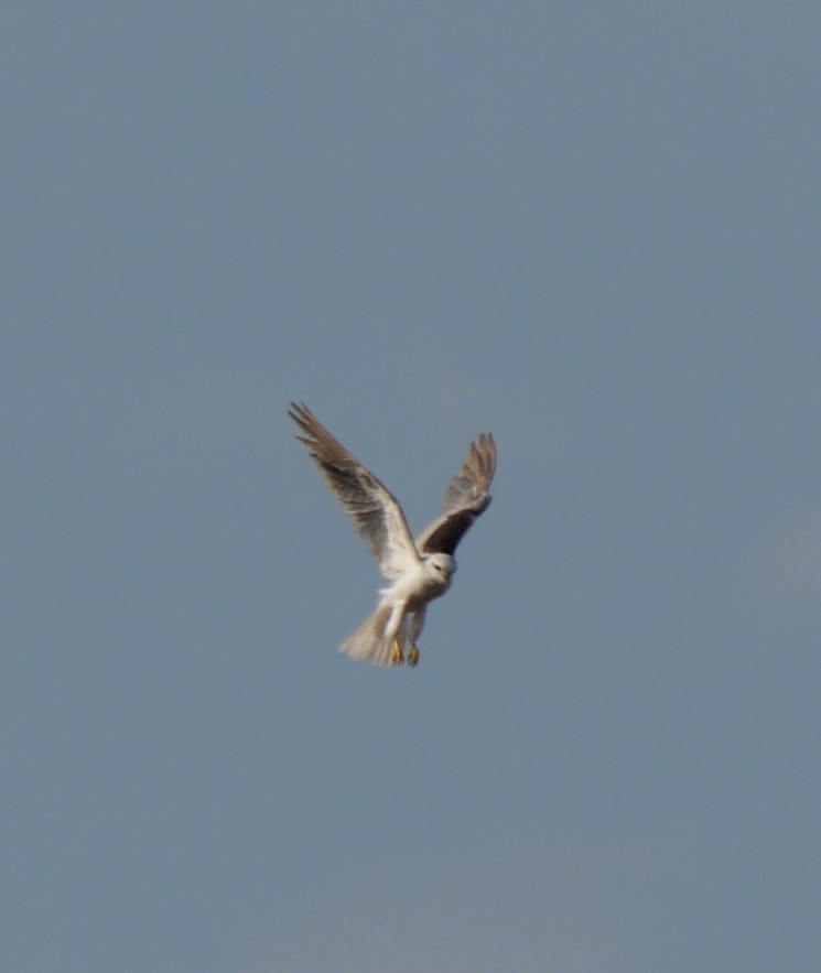 Black-shouldered Kite - ML643965405