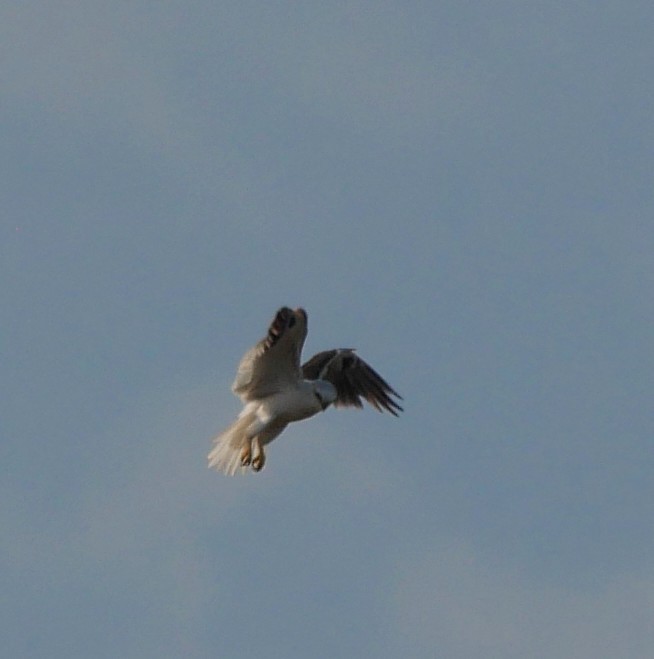 Black-shouldered Kite - ML643965406
