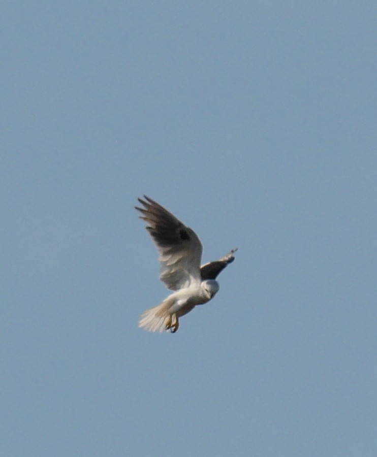 Black-shouldered Kite - ML643965407