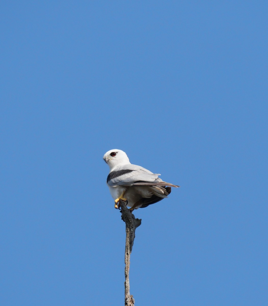 Black-shouldered Kite - ML643965408