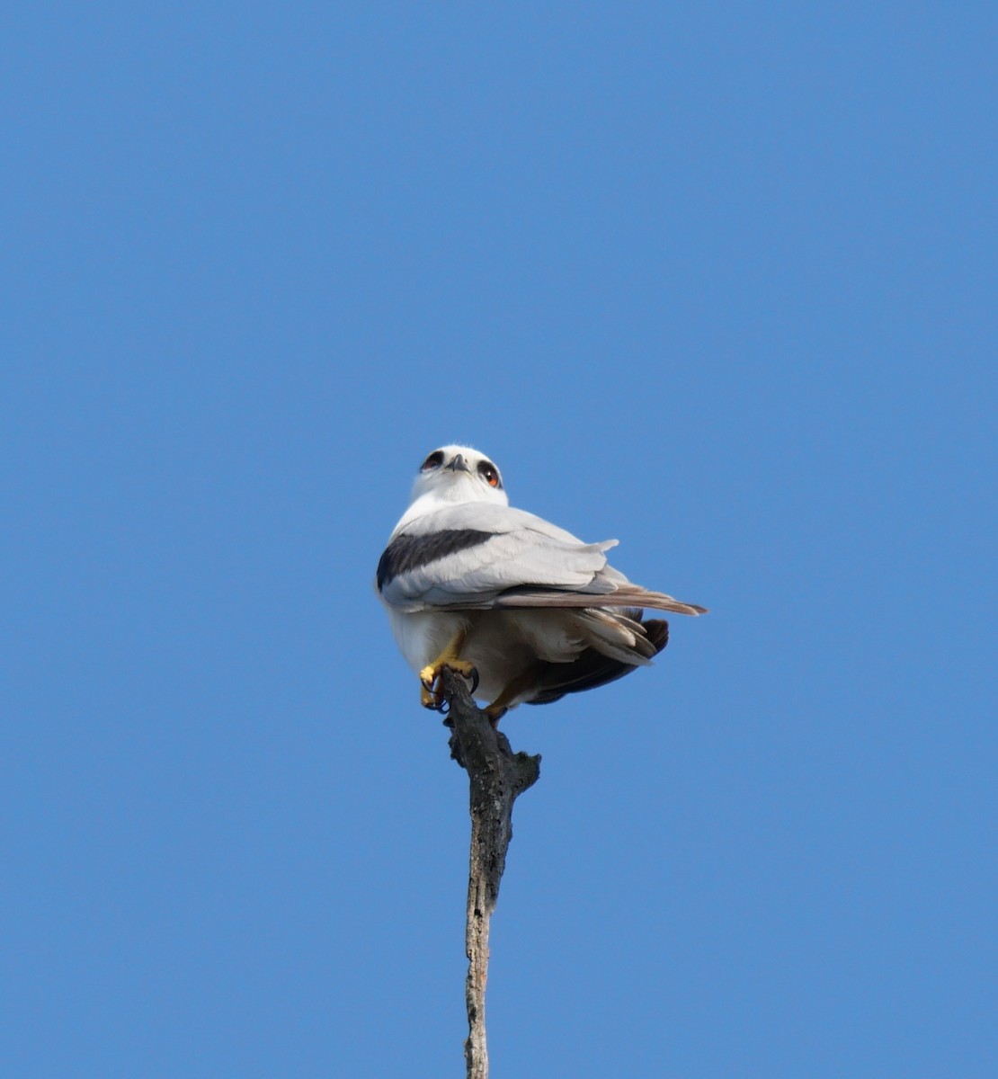 Black-shouldered Kite - ML643965409