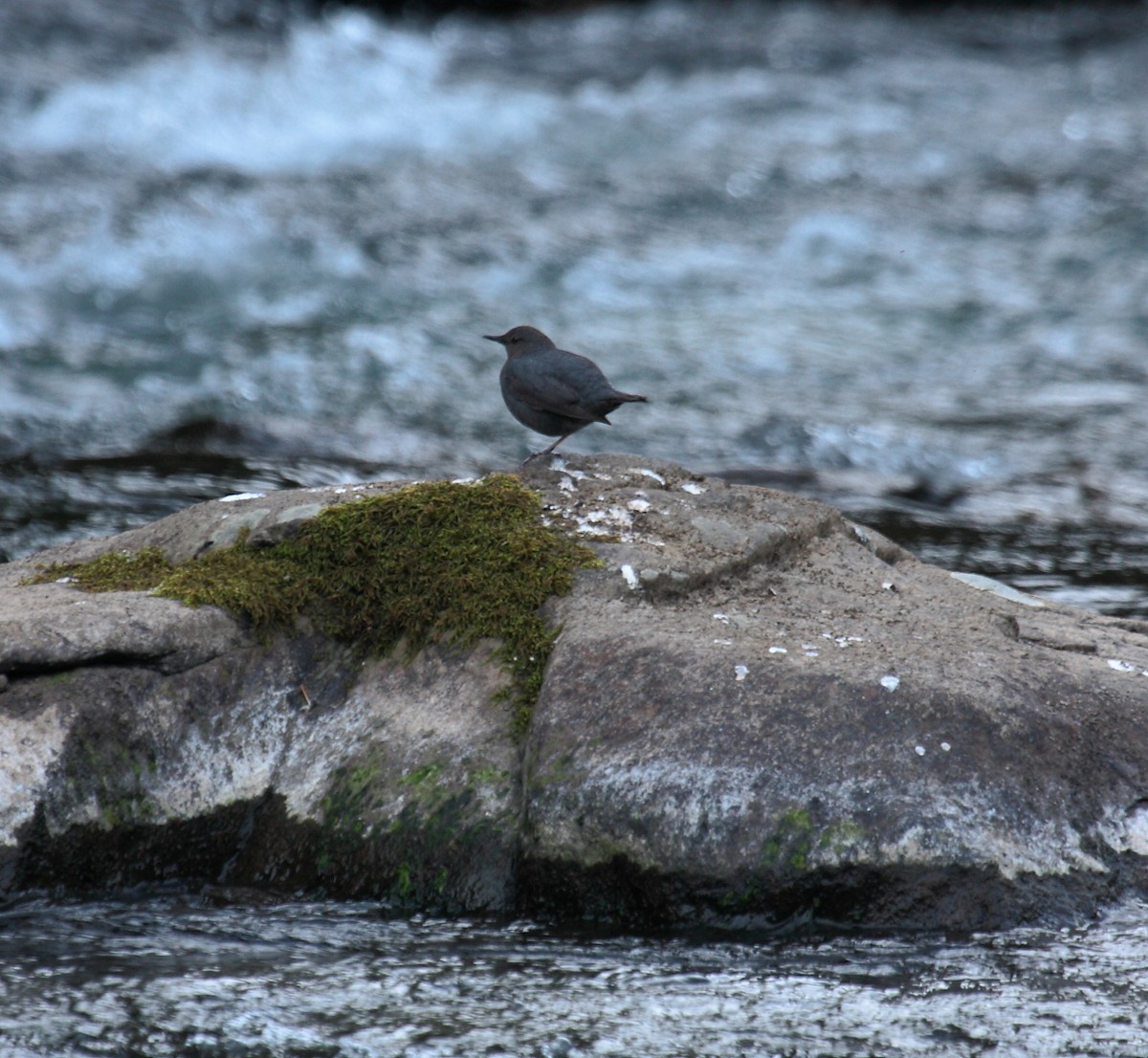 メキシコカワガラス - ML643965428